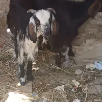 کتاچ محلی چاق