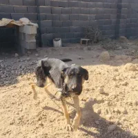 سگ ژر من|سگ|ورامین, ورامین|دیوار