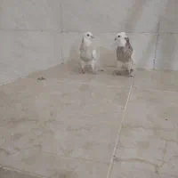 جوجه طوق شکلاتی|پرنده|شوشتر, |دیوار