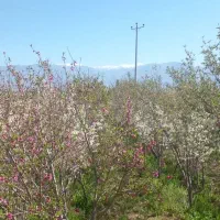 باغ-میوه