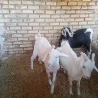 بزغاله دورگ سانن|حیوانات مزرعه|اسلامیه, |دیوار