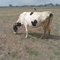 گاو ابستن ۱۵روز مانده به زایمان