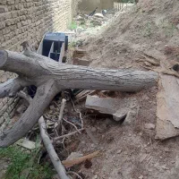 خدمات فوری و تخصصی قطع درخت برش درختان چوب بری کار|خدمات باغبانی و درختکاری|تهران, تهرانپارس شرقی|دیوار