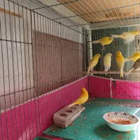 تعدادی قناری ماده اماده جوجه دوست