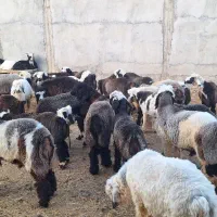 بره