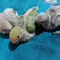 فروش جوجه طوطی  برزیلی سرلاکی
