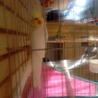 عروس هلندی جفت خالص.رام دستی دستی.درحال چال گذاشتن|پرنده|شیراز, تندگویان|دیوار