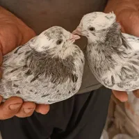 ۲۵عدد کفتر حسابی