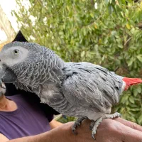 کاسکو دم قرمز