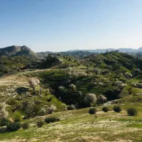 زمین-کشاورزی-منصوریه