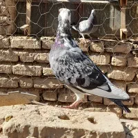 غوره ای|پرنده|شیبکوه (فارس), |دیوار