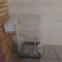 طوطی برزیلی یک جفت جوان