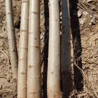 صنوبر نیگرا|خدمات باغبانی و درختکاری|آمل, |دیوار