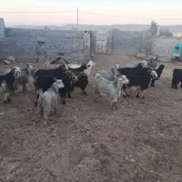 کهره شهرکردی