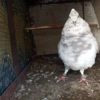 کفتر...|پرنده|قائن, |دیوار