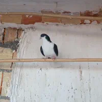 کبوترپلاس ماده مشکی مهر