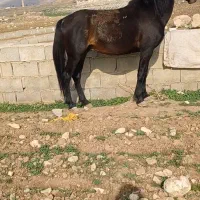 اسب نمونه و رگ دار