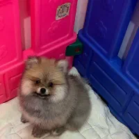 پامر|سگ|رشت, چله خانه|دیوار