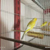 رسمی کشیده بلند عتیقه - سالم و کاملا آماده