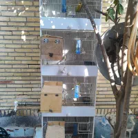 قفس مرغ عشق