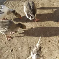 غاز مرغ ابی|پرنده|زابل, |دیوار