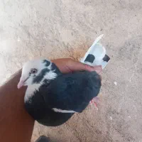 کفترپرشی|پرنده|خاوران, |دیوار