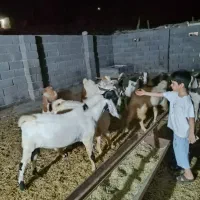 فروش چپش پاکستانی