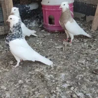 طوقی|پرنده|مبارکه, |دیوار