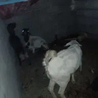 سه رس بز  داشتی و.... گوشتی