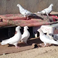 کبوتر زور دار واقعی