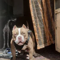 آمریکن بولی