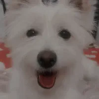 سگ شیتزو|سگ|کرمان, |دیوار