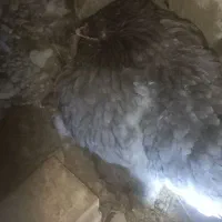 مرغ کرچ برهما