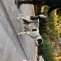 آلابای روسی ماده