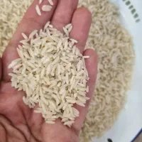 برنج معطر هاشمی سورتینگ شده|خوردنی و آشامیدنی|لاهیجان, کوی آزادگان|دیوار