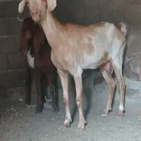 بز پاکستانی