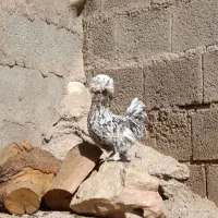 مرغ سلطان|حیوانات مزرعه|زاگرس, |دیوار