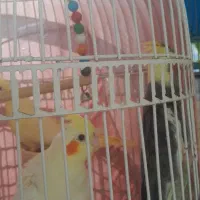 جوجه عروس هلندی به شرط حرف زدن