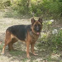 سگ ژرمن اصیل