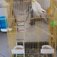 هلندی|پرنده|تهران, امام حسین|دیوار