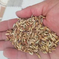 شلتوک مخصوص بزر فوری