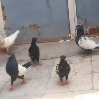سینه سیاه درشت و کشیده