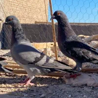 مجسمه