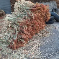 جارو تل خوشه