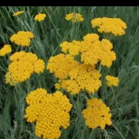 خرید و فروش گیاهان دارویی