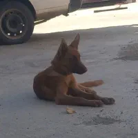 سگ ژرمن