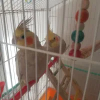 عروس هلندی|پرنده|آستانه اشرفیه, |دیوار