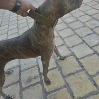 ماده پیتبول