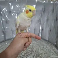 عروس هلندی لوتینو