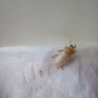 سوسک مولد جوان